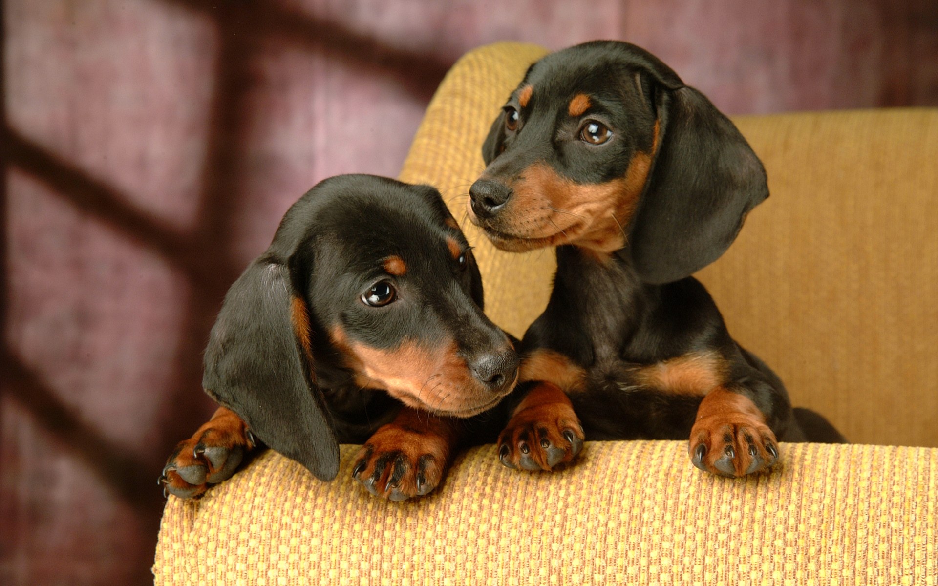 Dachshund Puppies Wallpaper WallpaperSafari