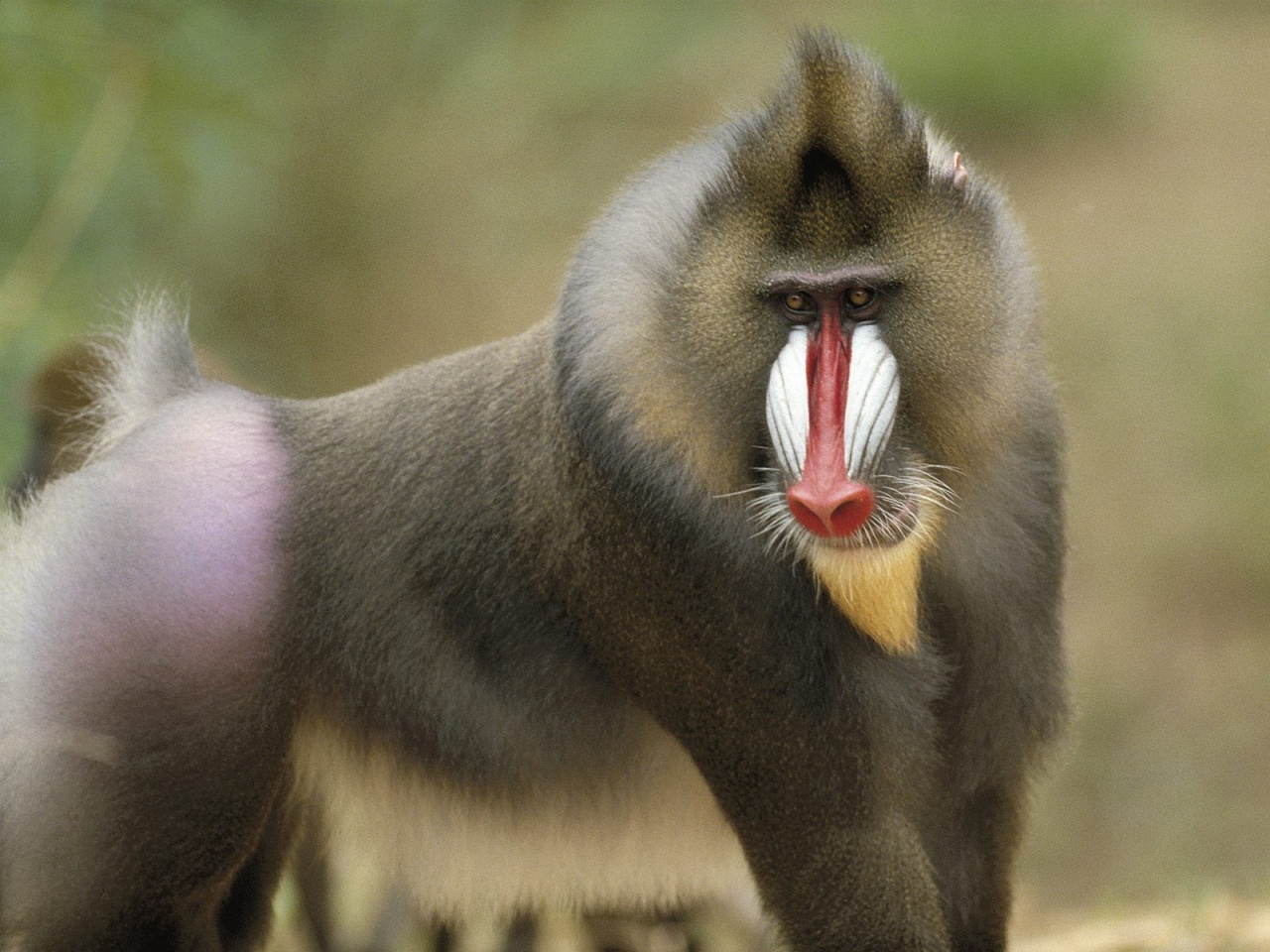 A close-up of a Mandrill baboon, showcasing its vibrant red nose,  yellow beard, and distinctive facial features