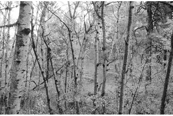 Birch Trees is a unique collection of 10 black and white shots under 592x396
