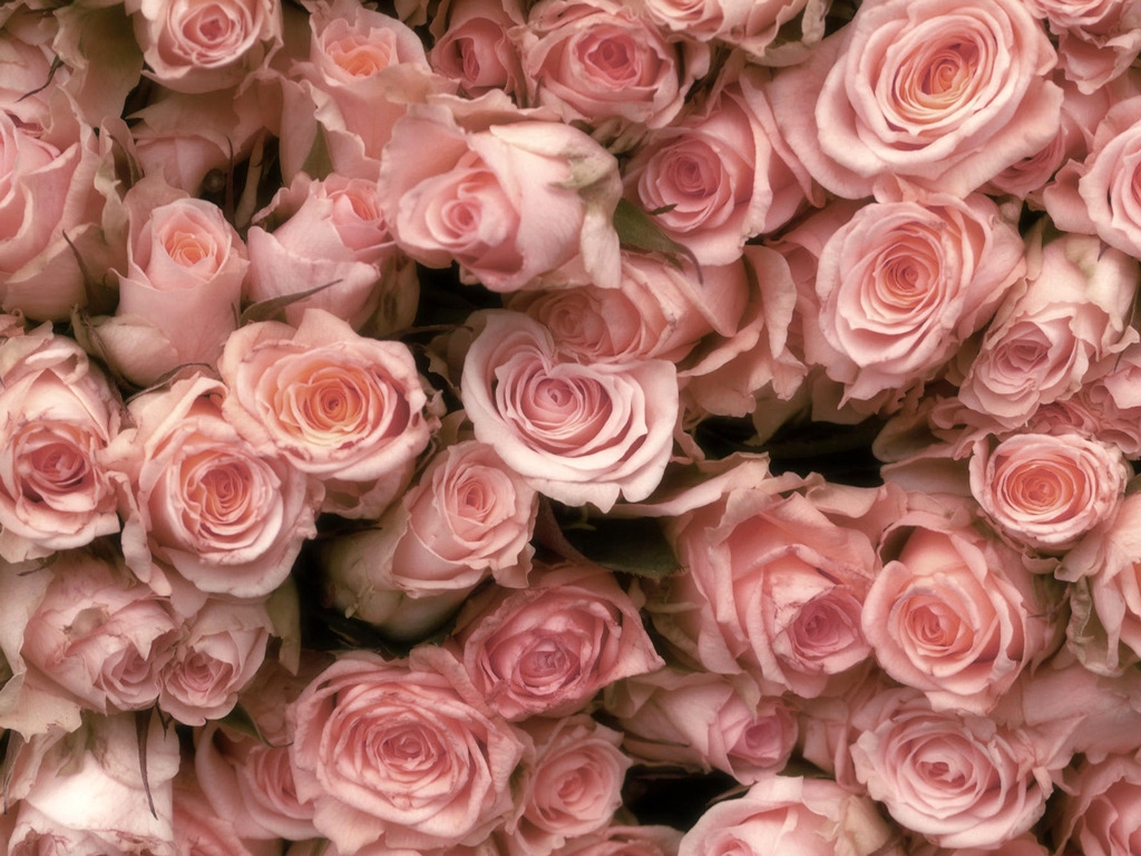 Roses Daydreaming Wallpaper