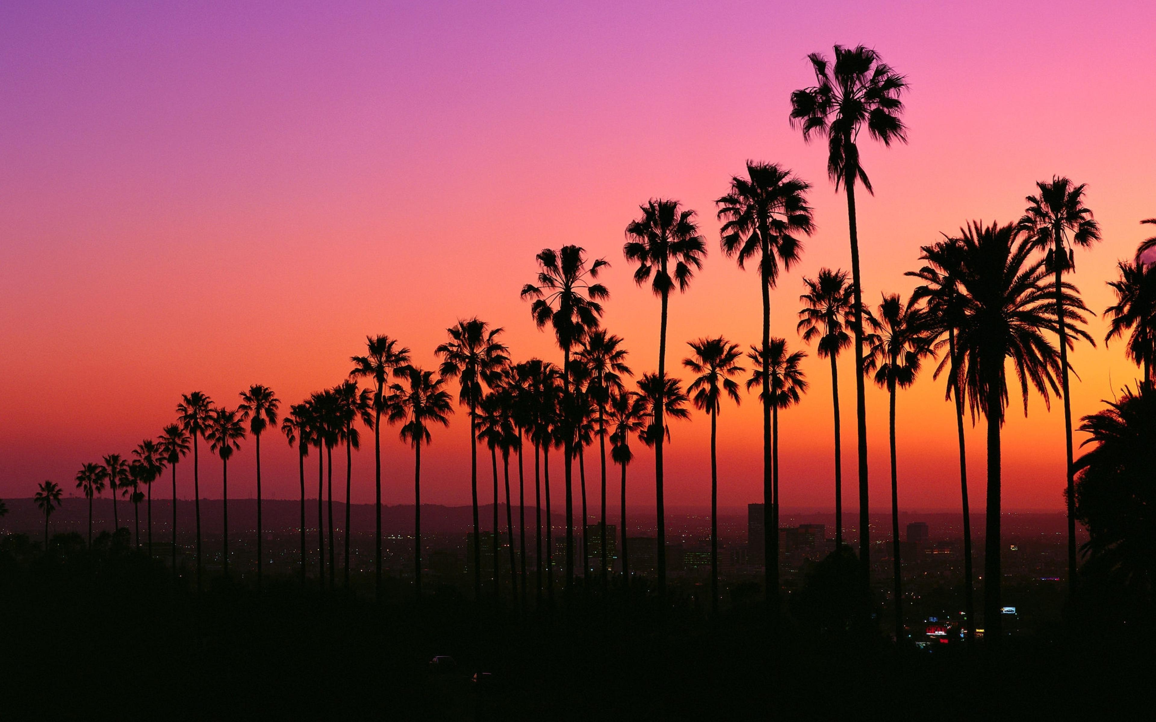 Los Angeles Sunset With Palm Trees R Wallpaper