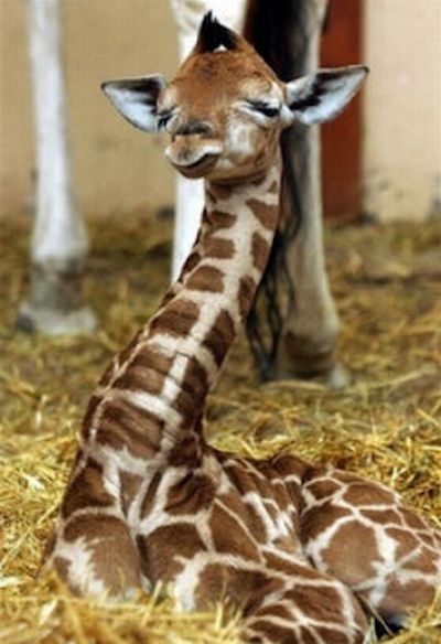 Cute Baby Pictures Wallpaper On Rukhsana Giraffes
