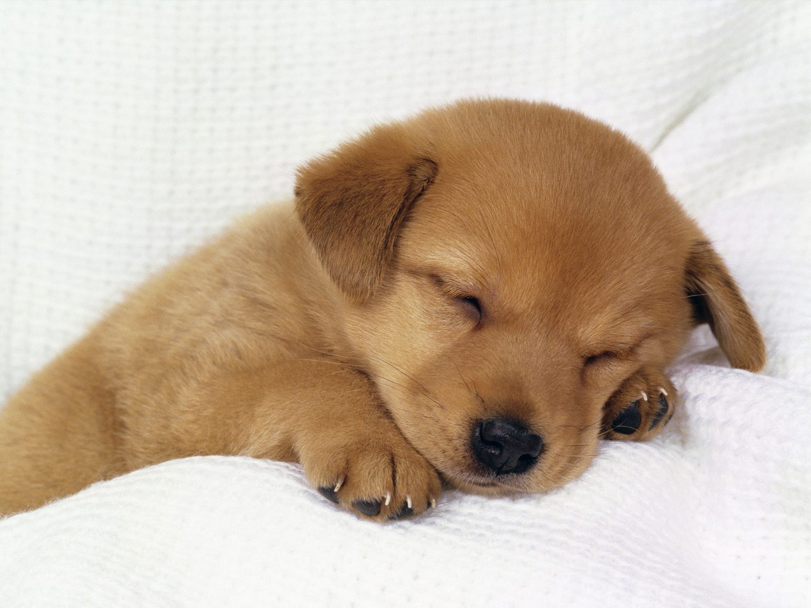 A small, golden-brown puppy sleeps soundly on a soft, white blanket. Its eyes are closed, and its paws are tucked in. The image evokes feelings of warmth, comfort, and tenderness, making it perfect for dog lovers