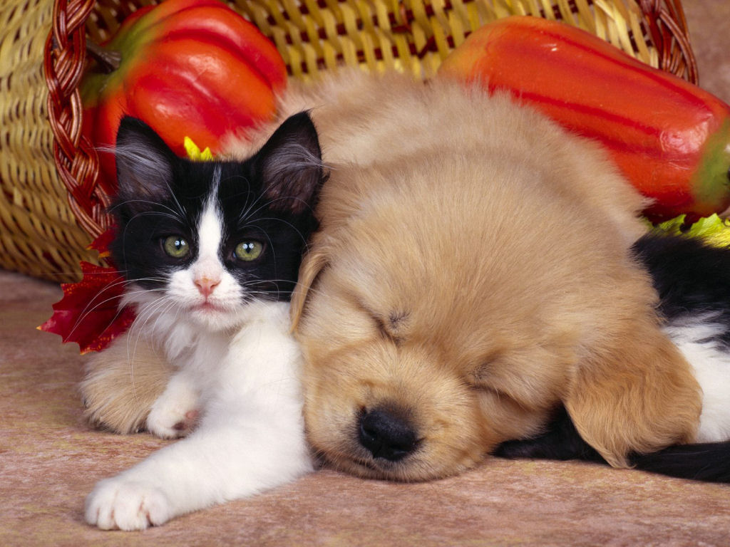 Kitten And Puppy Wallpaperart