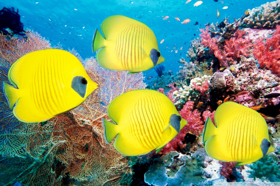 Imaginative Yellow Butterfly Fish Wallpaper HD For
