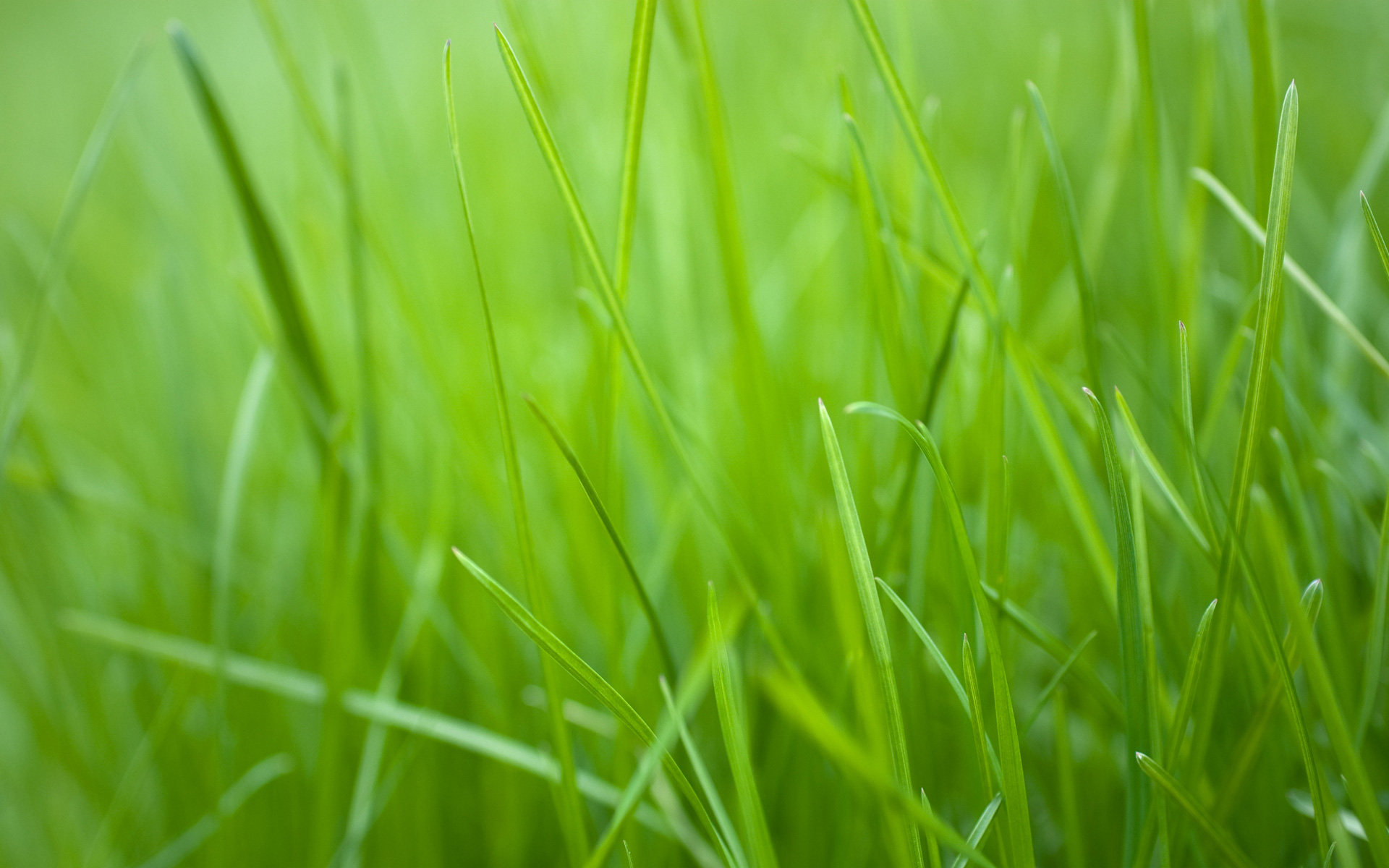 Green Grass HD Wallpapers