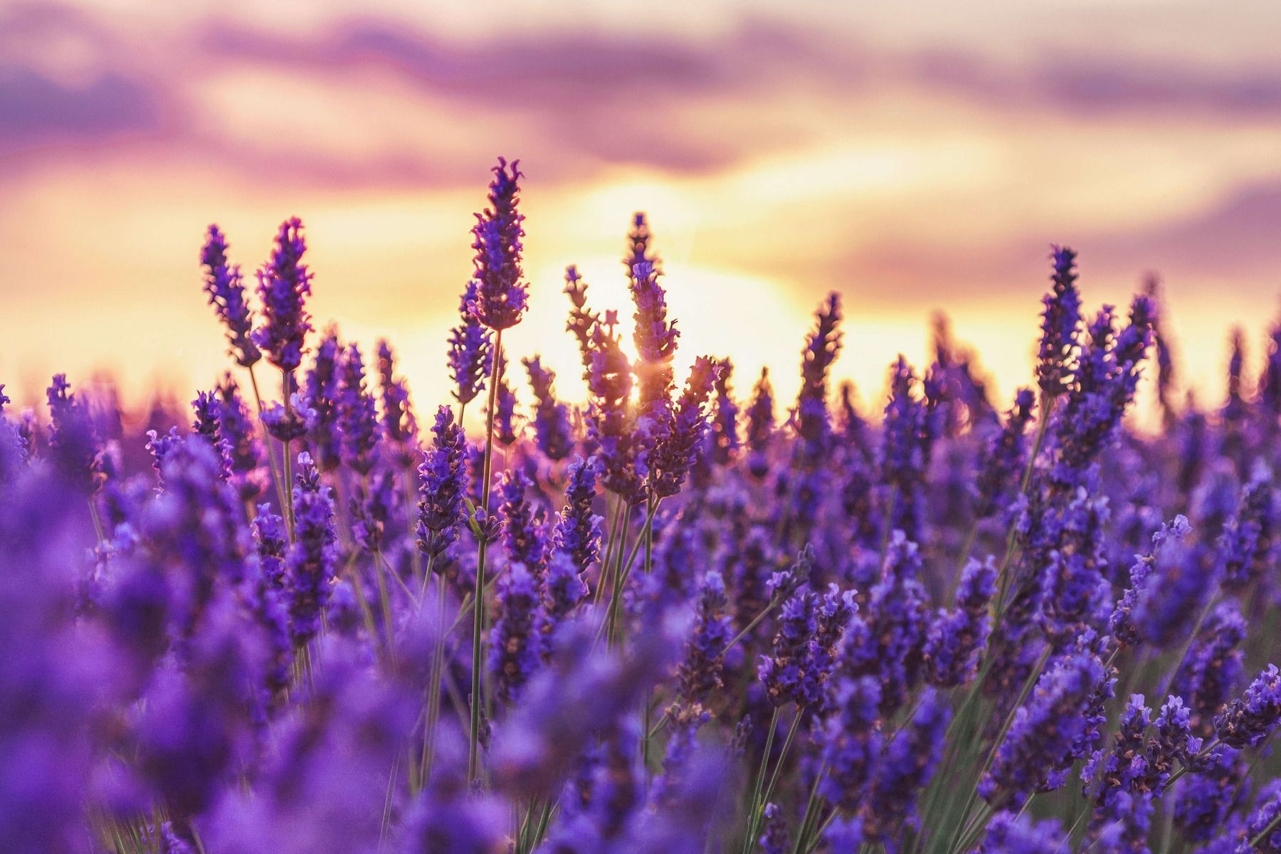 Lavender Flowers Wallpaper