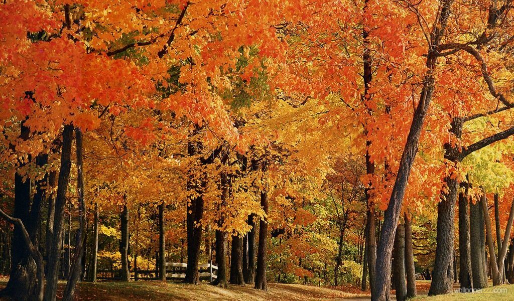 Bright Fall Trees Widescreen Wallpaper