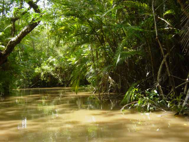 Selva Amaz Nica Or Amazonia Is In The Amazon Rain Forest South