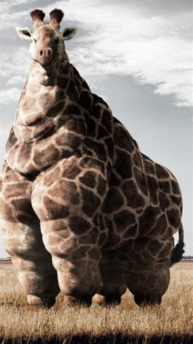 Fat Giraffe iPhone Wallpaper Top