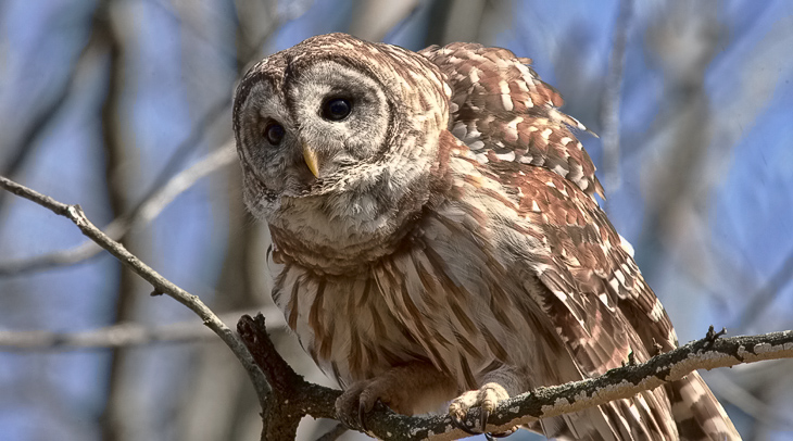 Barred Owl Hoot Jim Flowers