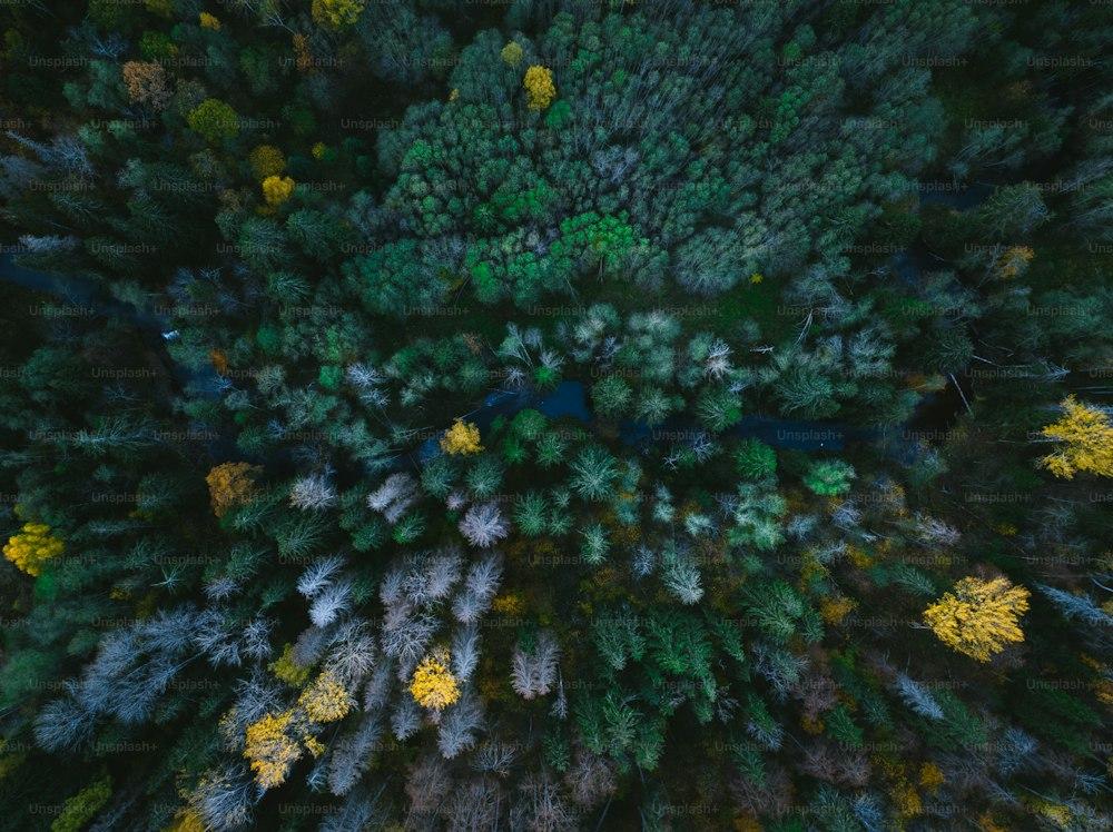 An Aerial Of A Forest With Lots Trees Photo Nature Image