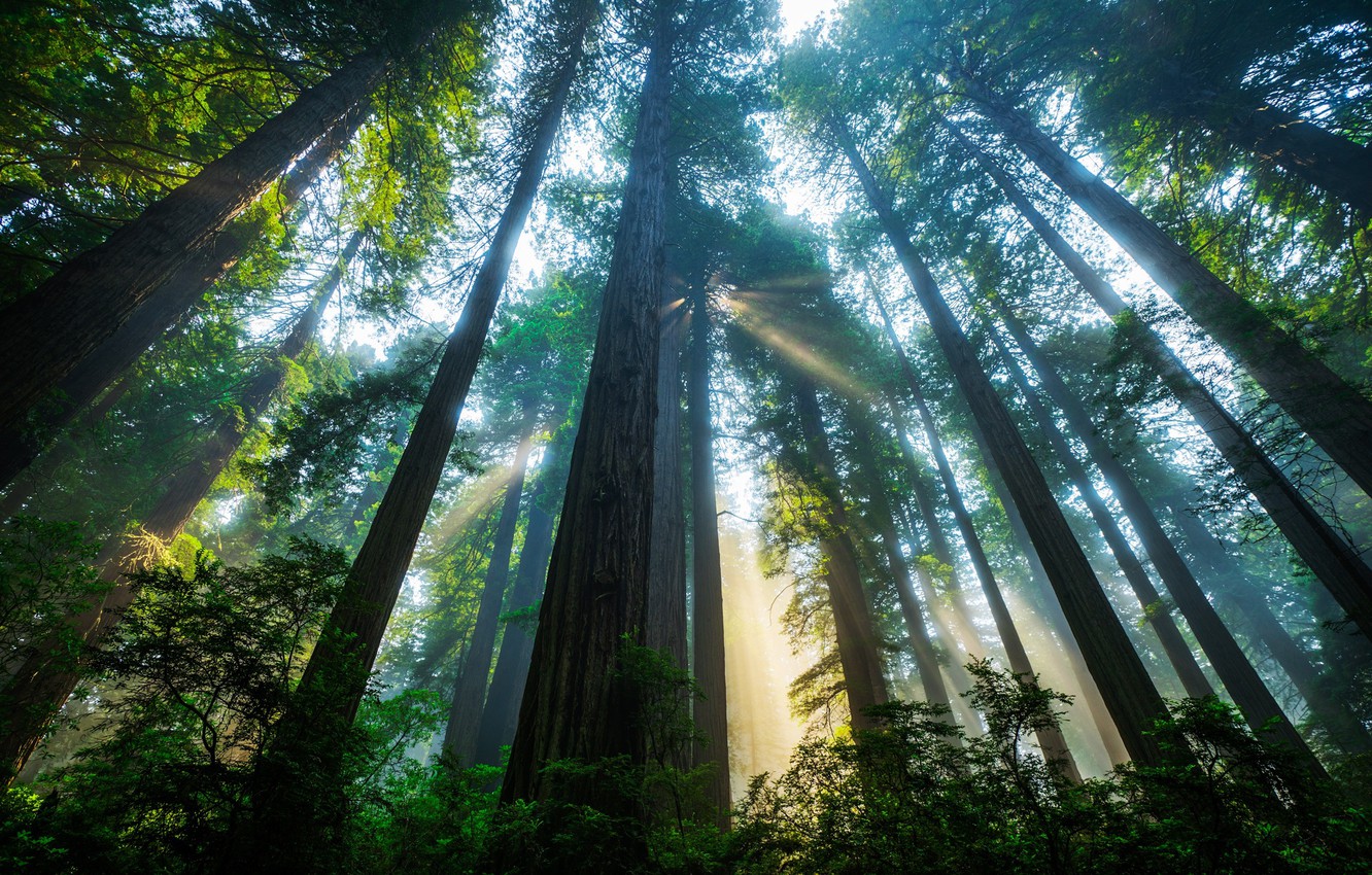 Wallpaper forest the sun light trees CA USA Sequoia Redwood