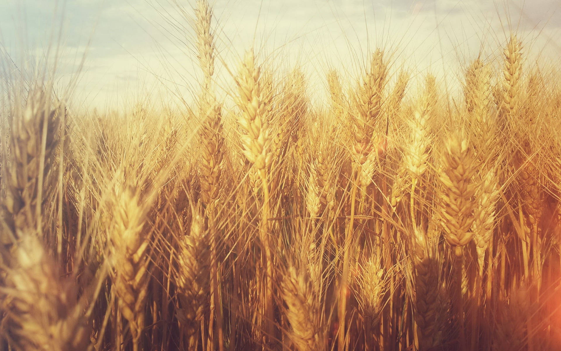Wheat Field Wallpaper