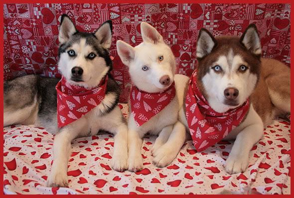 Happy Valentine S Day Woof Yup Those Are Some Faces I Would
