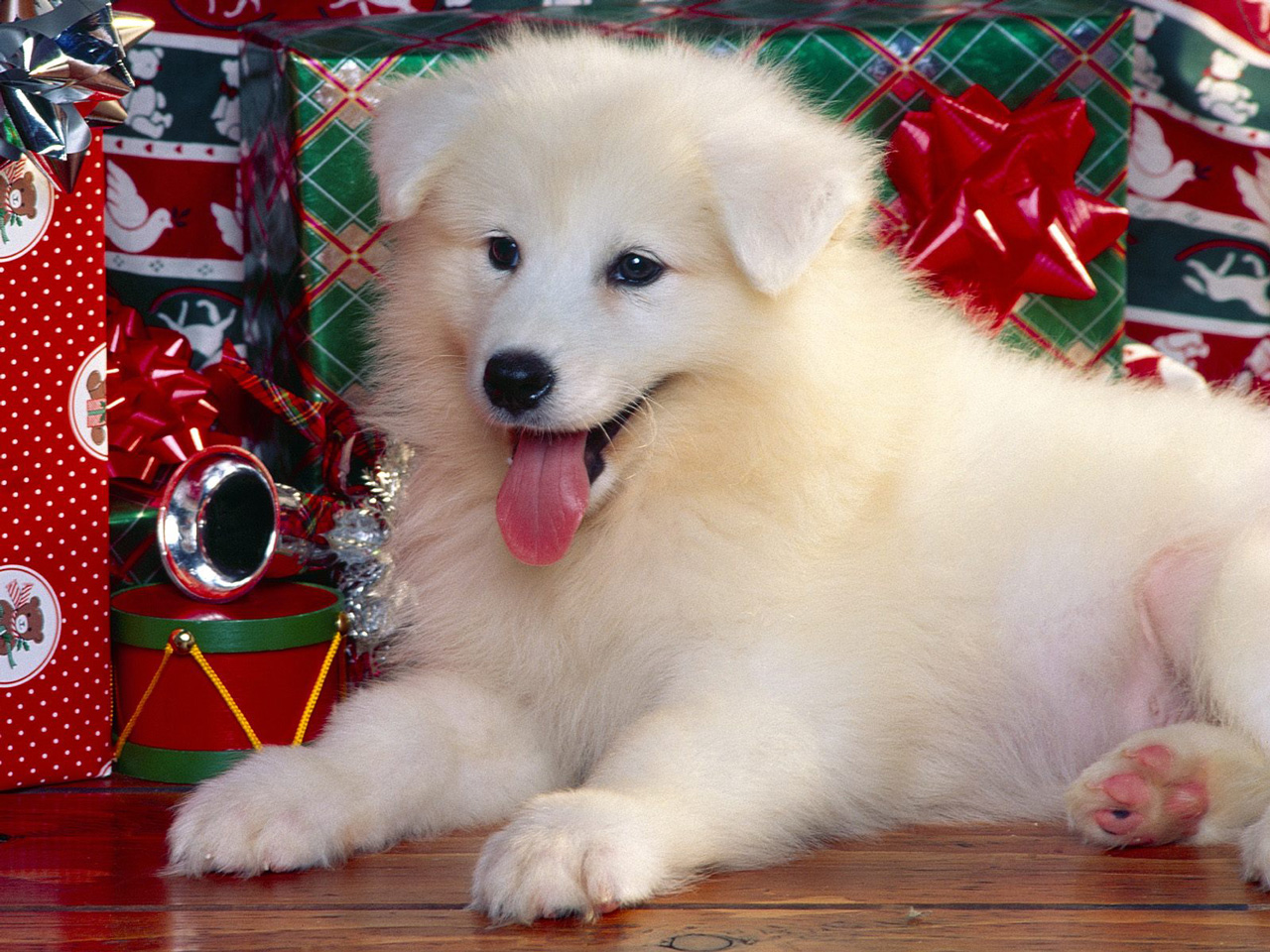 Cute Puppy With Christmas Presents Puter Desktop Wallpaper