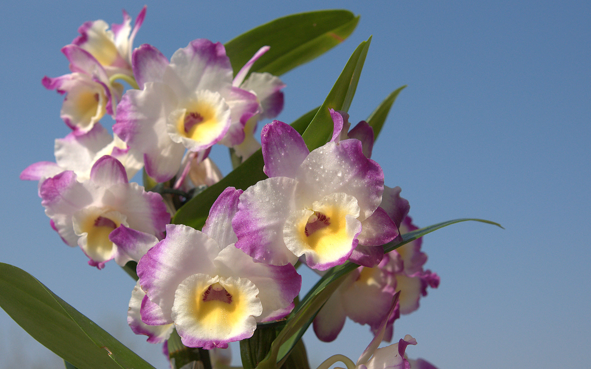 Orchid Cattleya Hybrid World Background Sky Photography HD Wallpaper