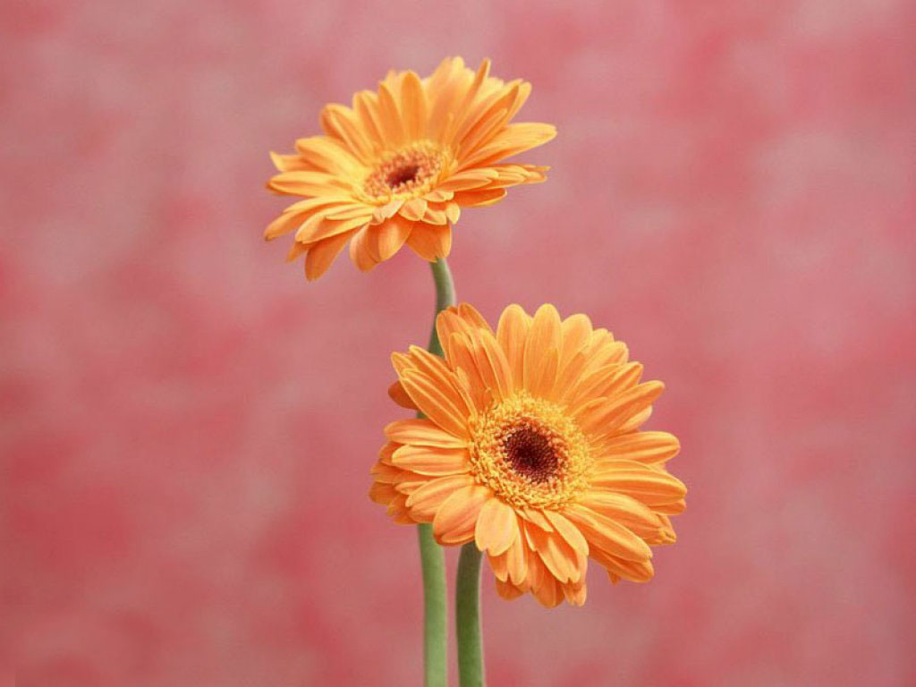 Flowers For Flower Lovers Daisy HD Desktop Wallpaper