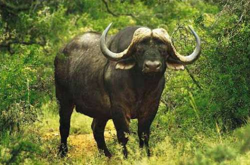 African Buffalo High Resolution Wallpaper