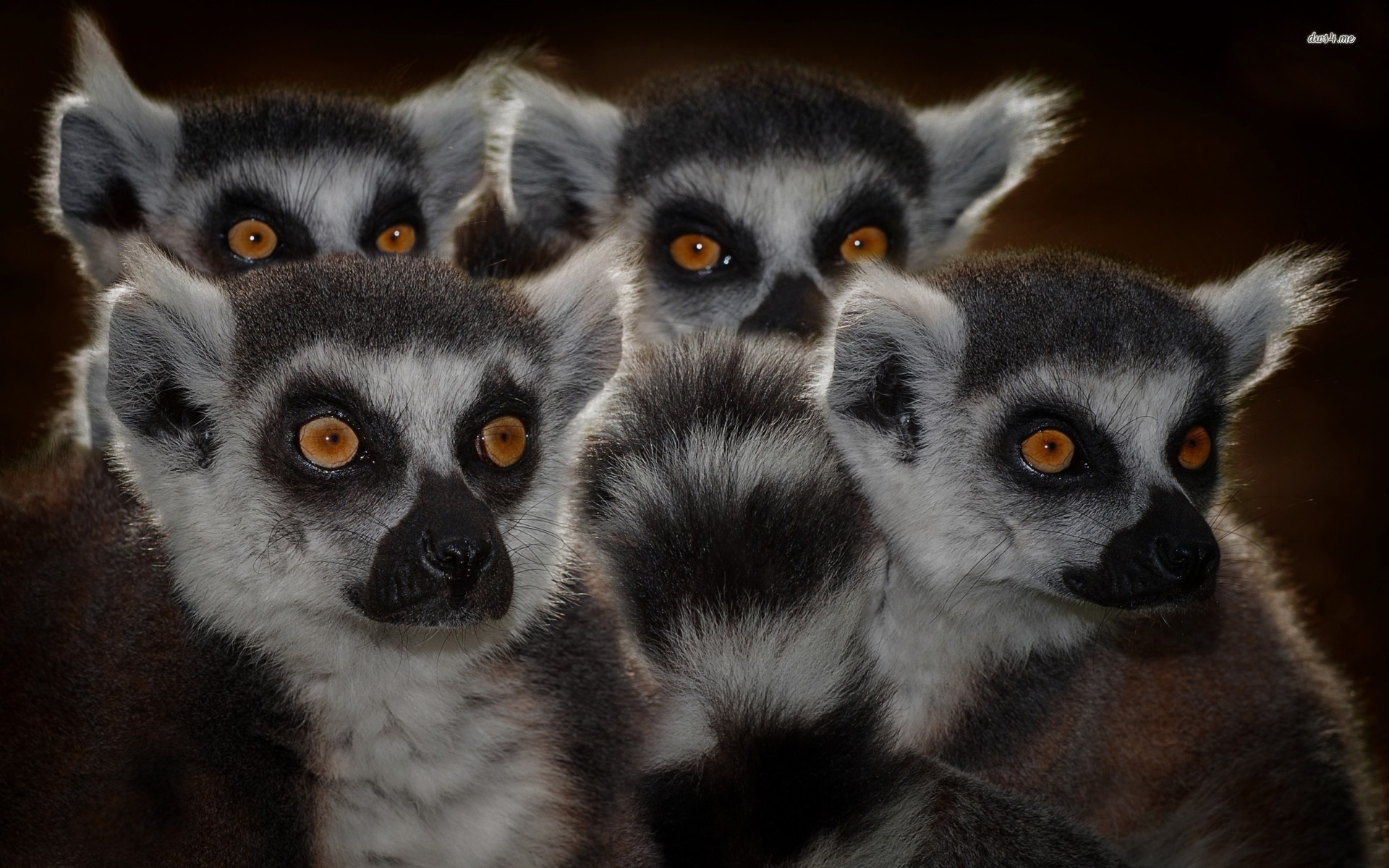 Lemurs Wallpaper Animal