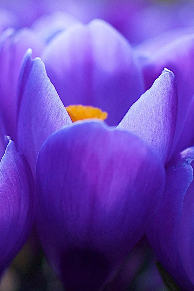 Purple Flower Closeup iPhone 4s Wallpaper