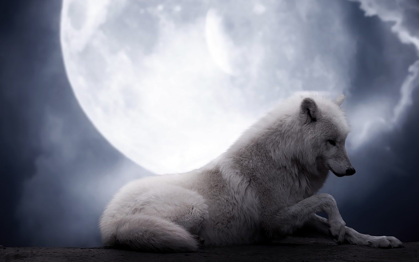 Photo Of A White Wolf And Full Moon HD Animals Wallpaper
