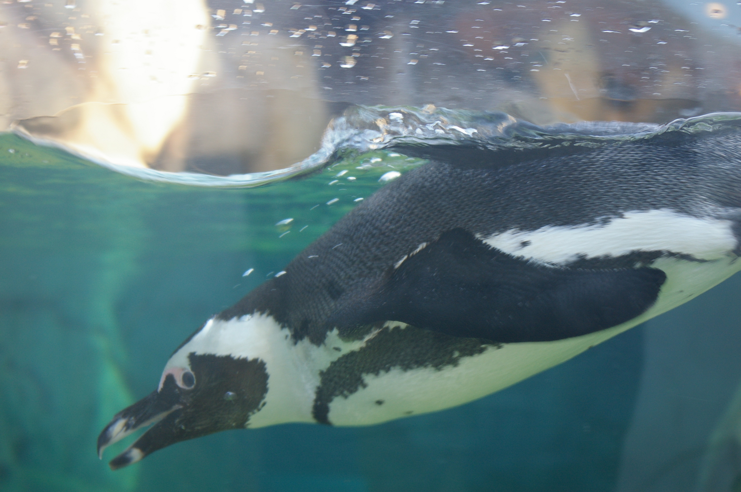 Penguins Imej African Penguin Swimming HD Kertas Dinding And