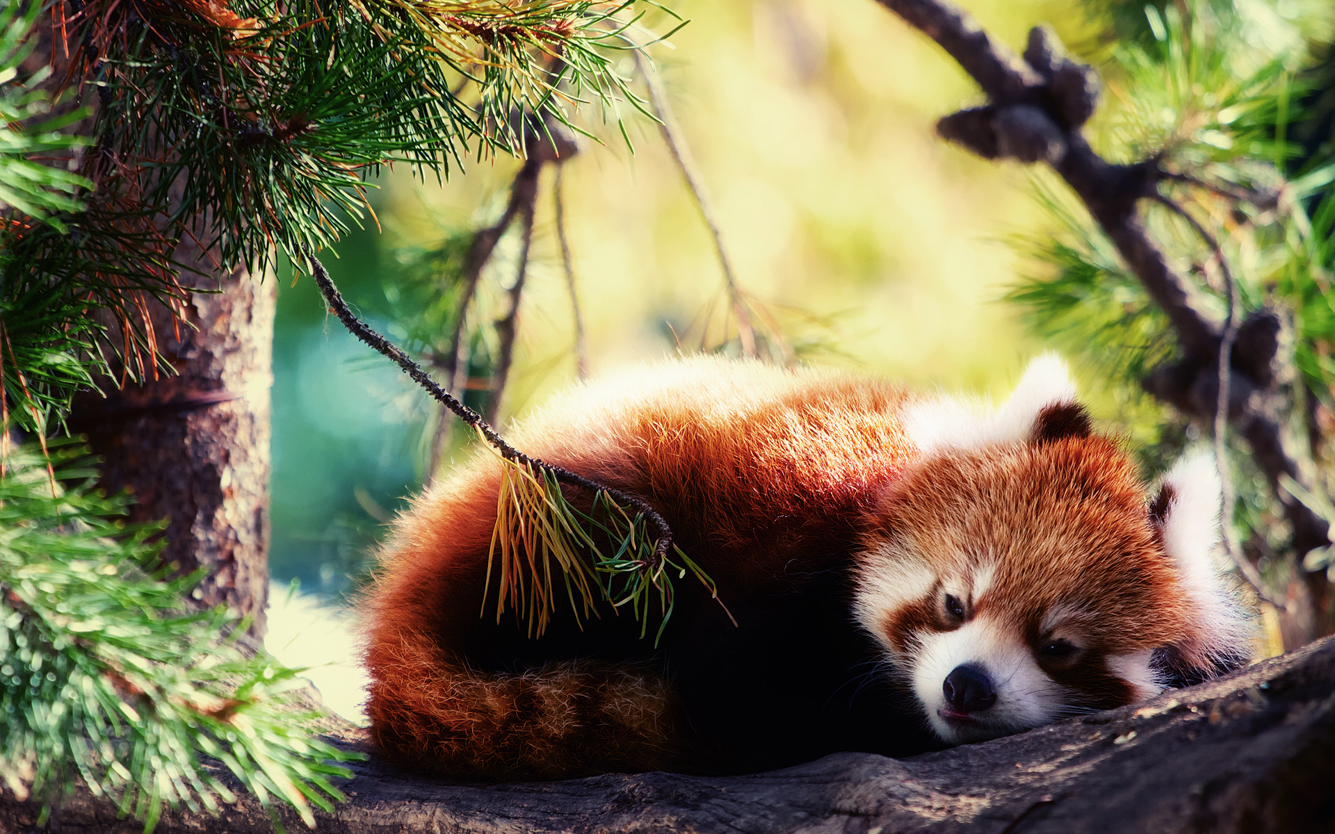 Sad Panda HD Desktop Wallpaper