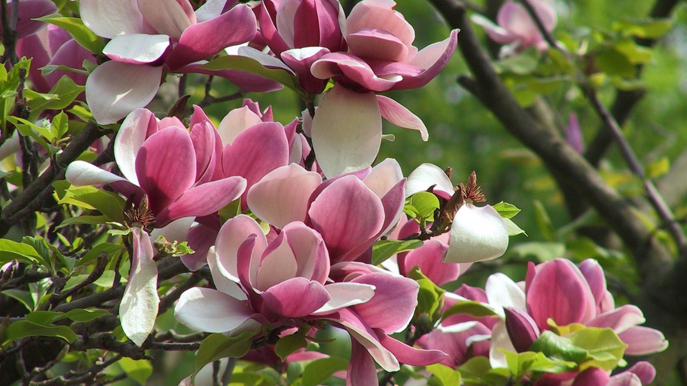  Spring Flower Wallpapers