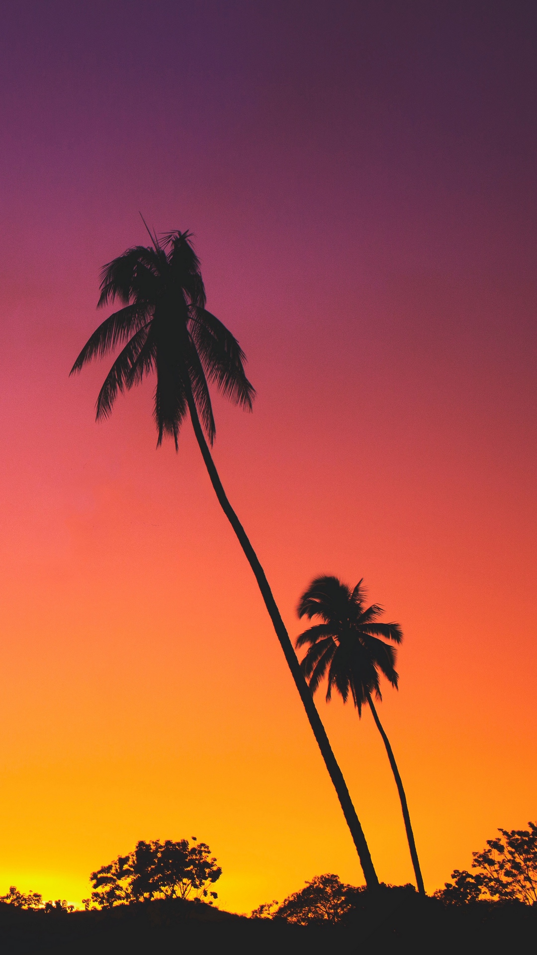 Palms Sunset Silhouettes Wallpaper