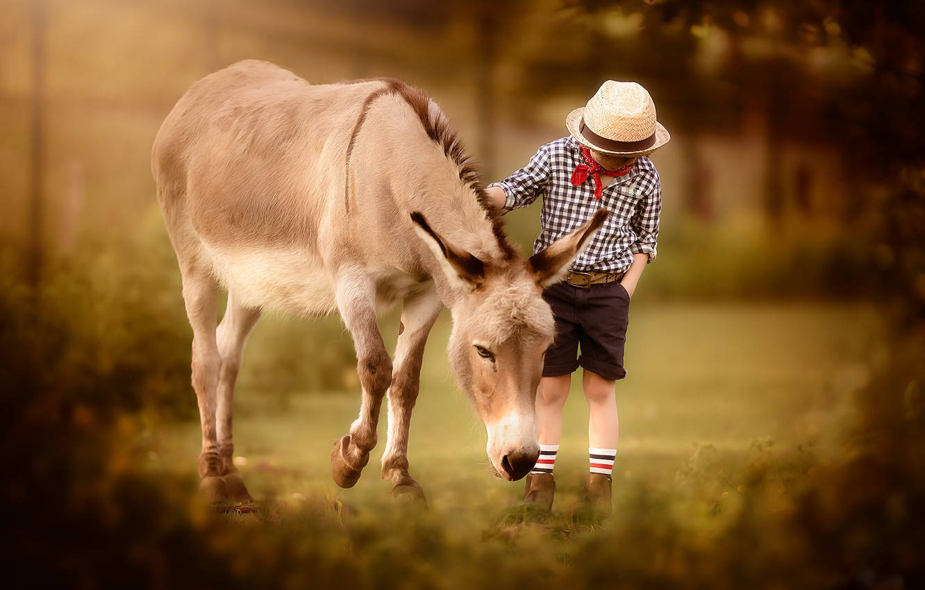 Donkey Wallpaper