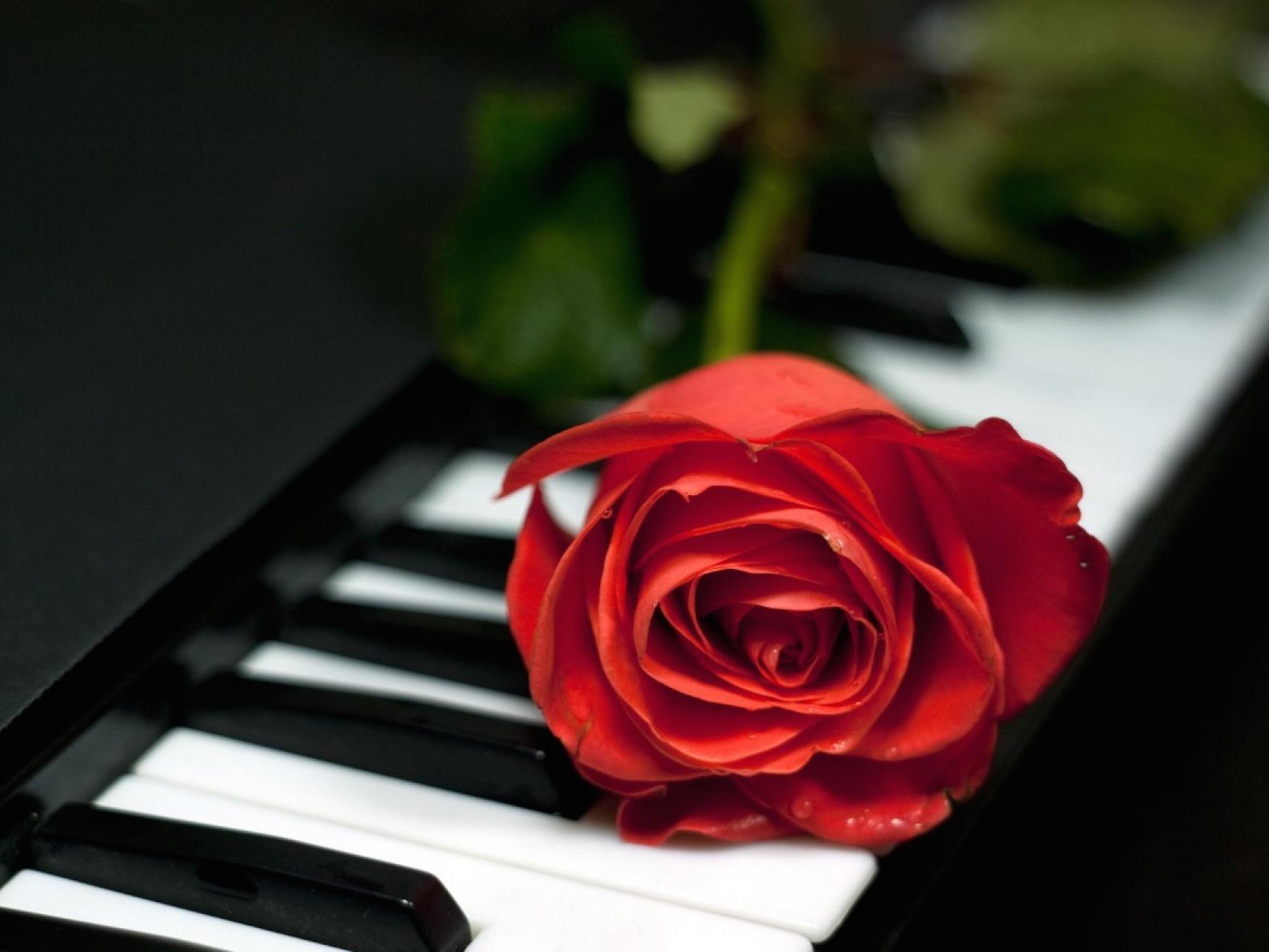 Romantic Single Red Rose Wallpaper HD Image