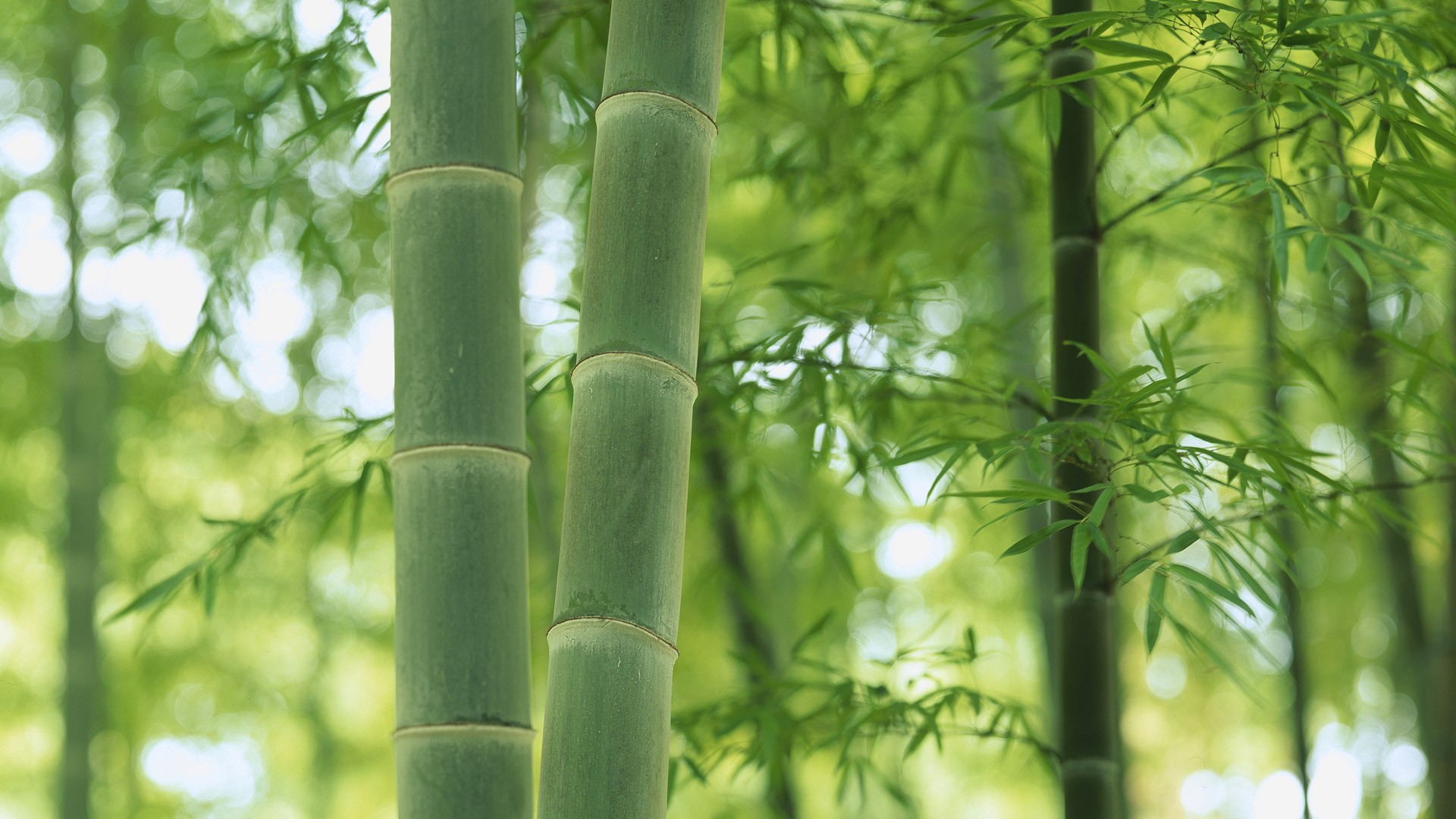 Desktop Bamboo HD Wallpaper