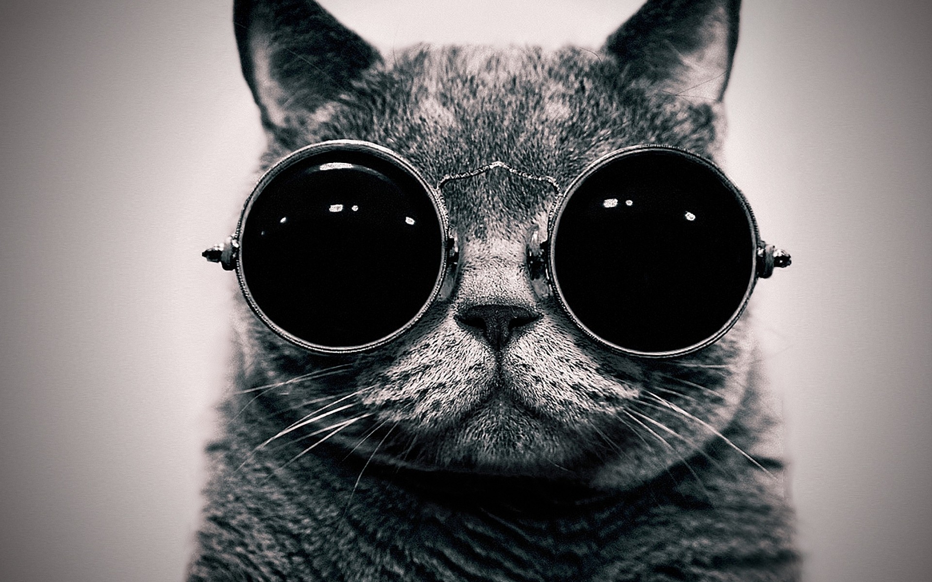 Cats Animals Glasses Sunglasses Hippie Schrodingers Cat Monochrome