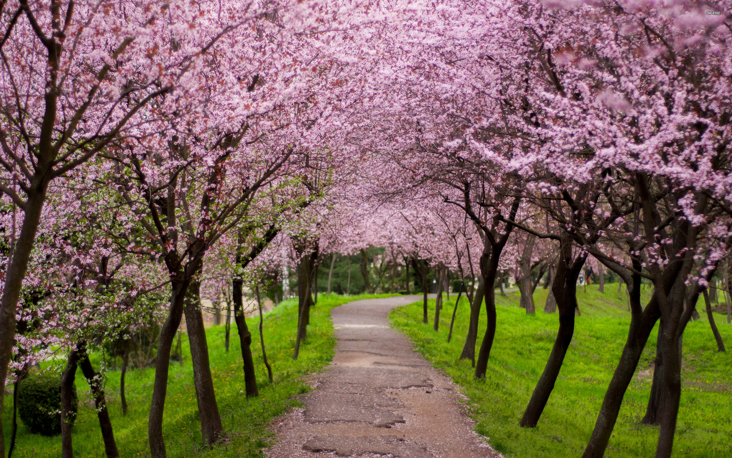 Blossoming Trees Wallpaper Nature