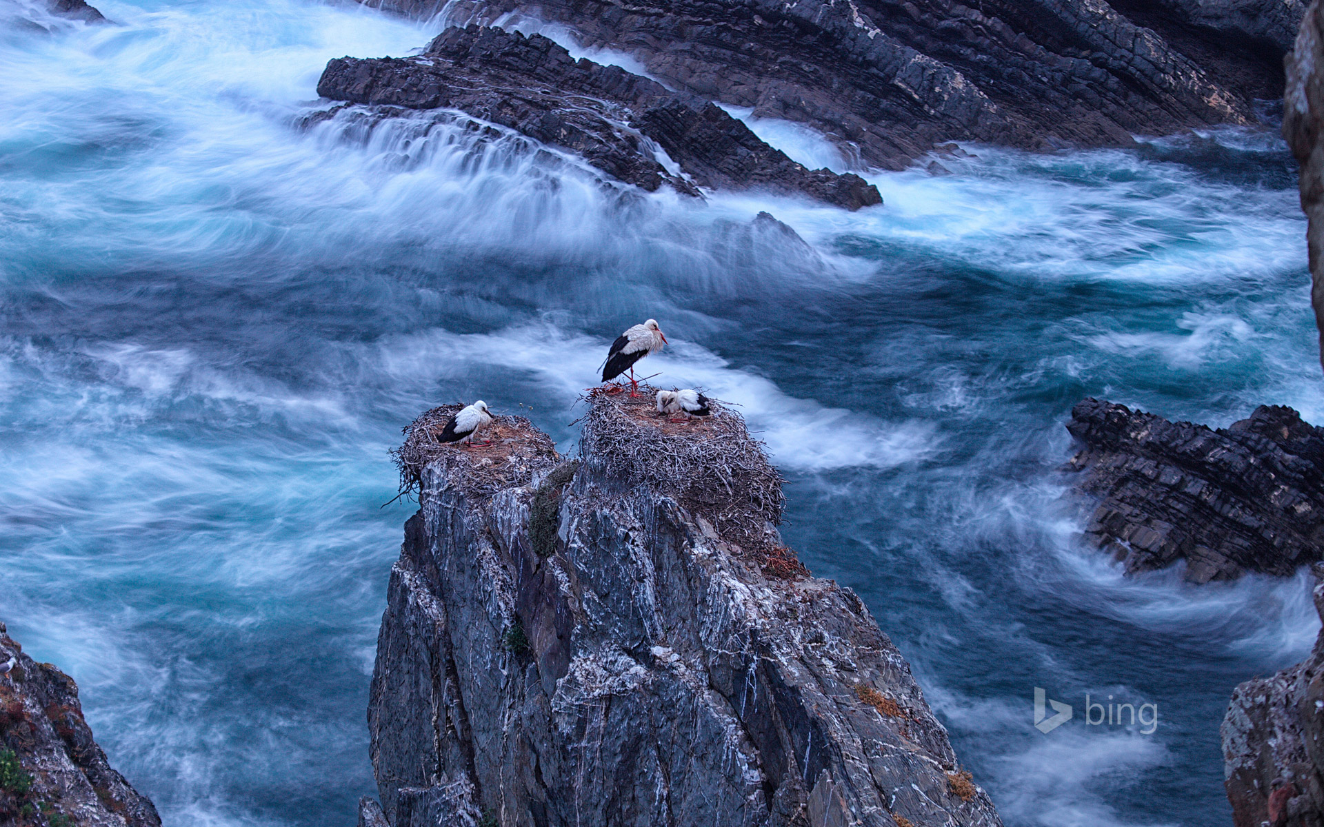 Cegonhas brancas posam sobre rocha no Cabo Sardo em Portugal