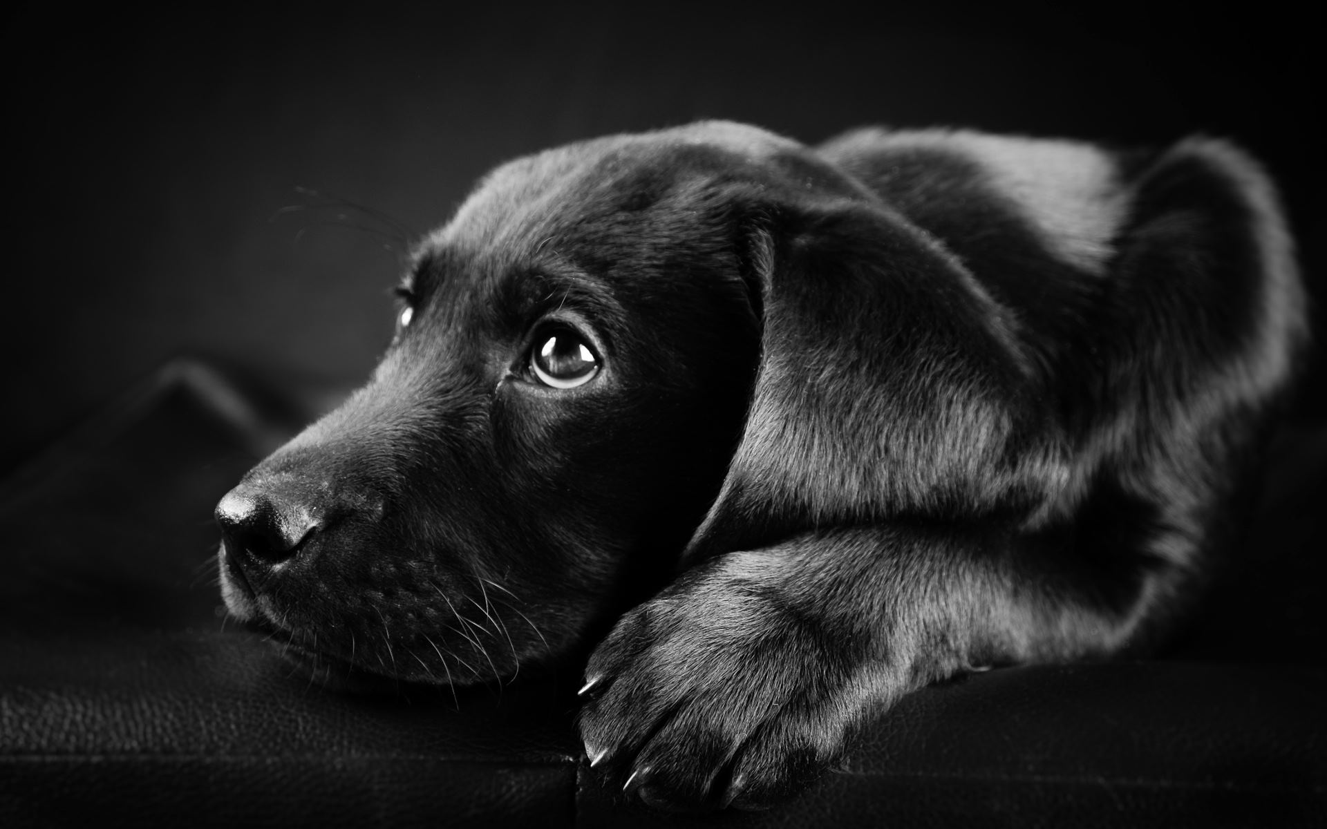 Wallpaper HD Black Labrador Puppy Litle Pups