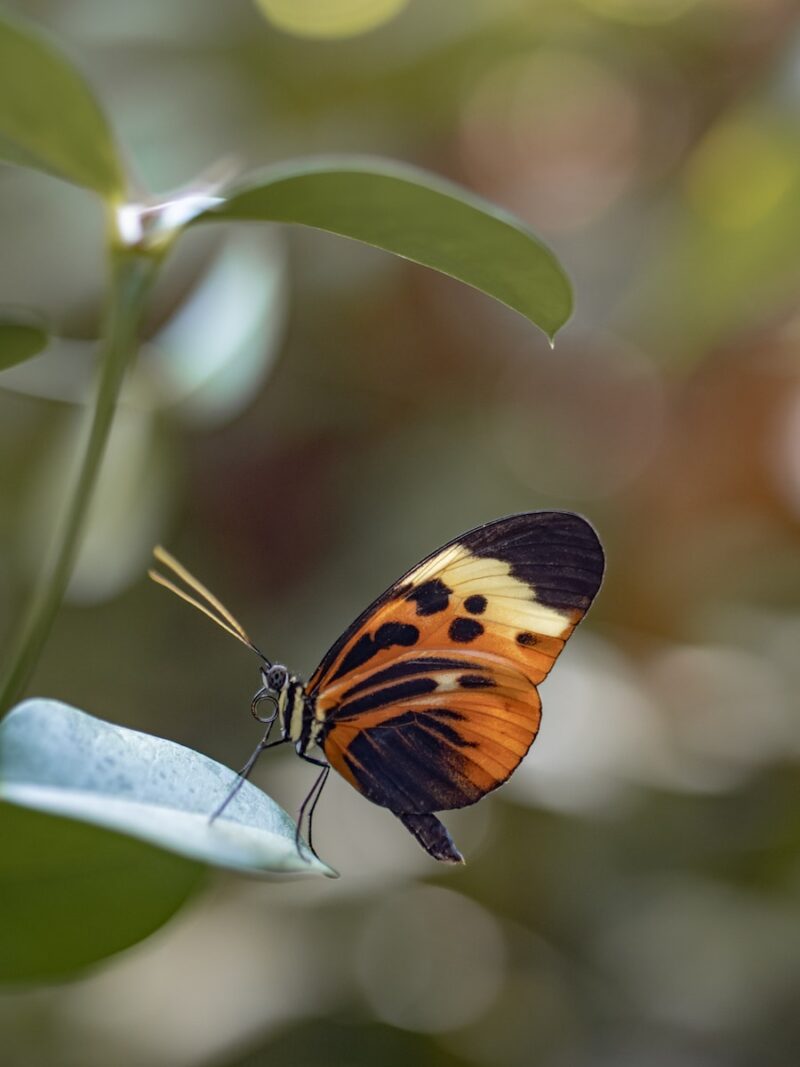 Beautiful Butterfly Wallpaper To Flatter Your Screen