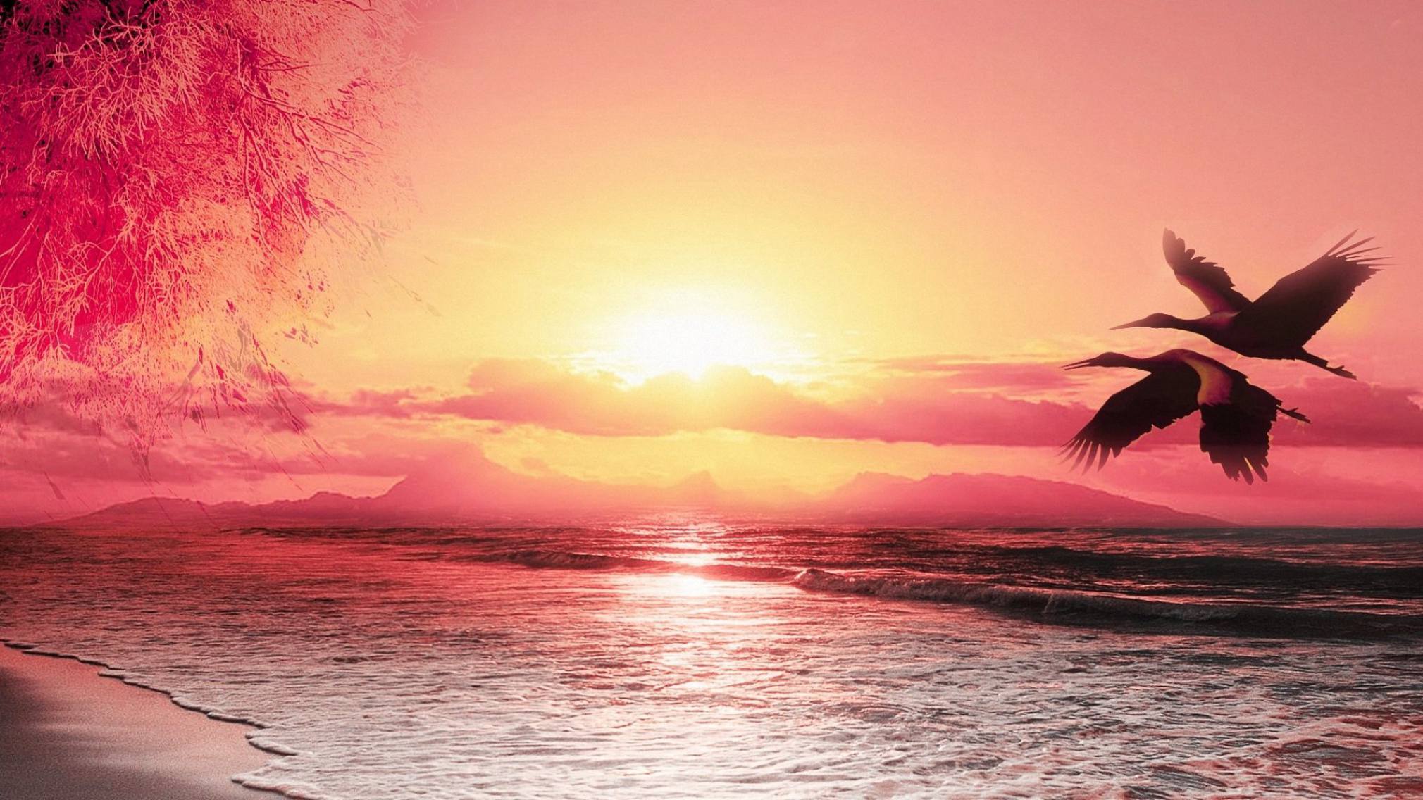 Beautiful Seabirds Beach Sunset Scenery Wallpaper Material