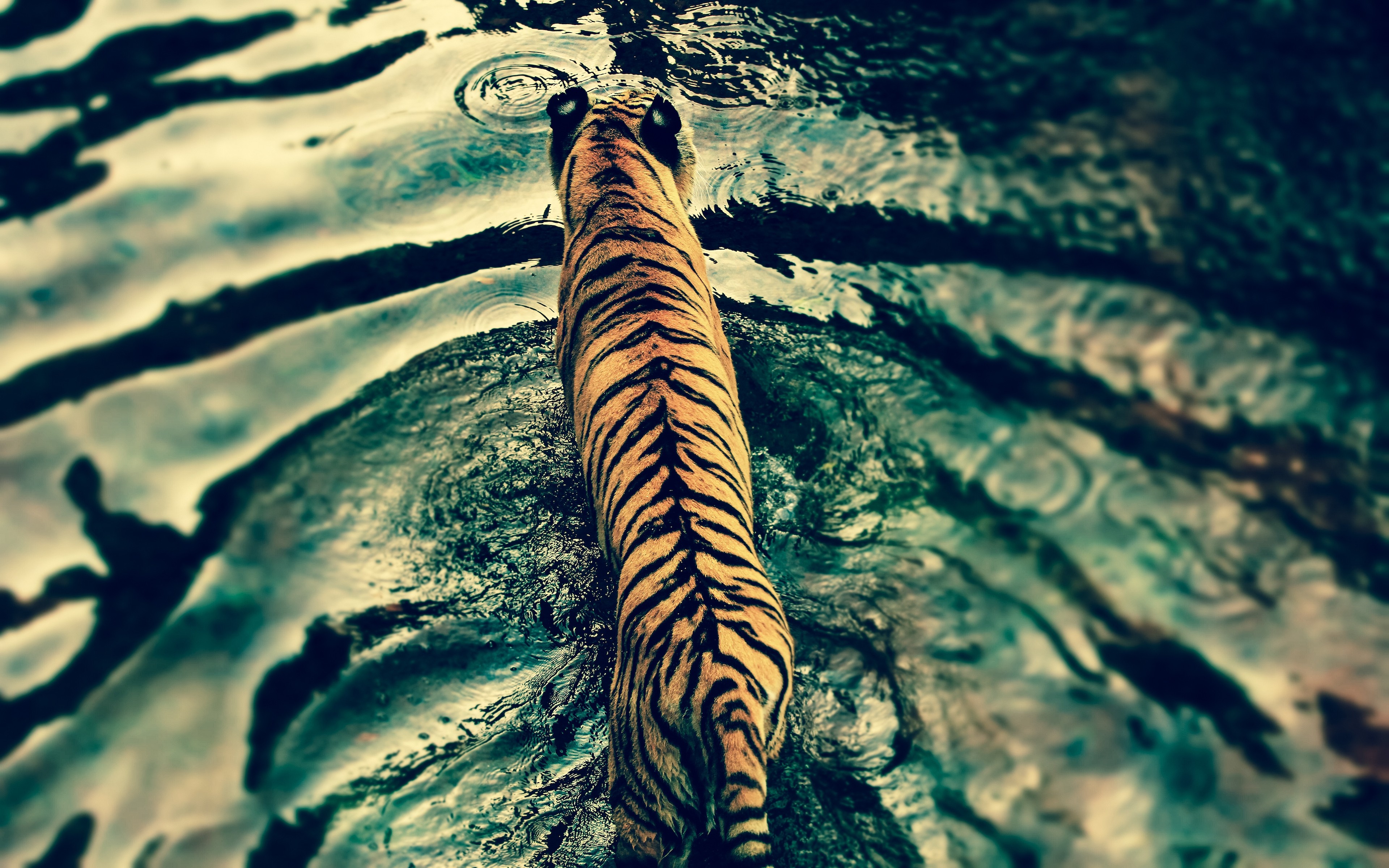 Bengal Tiger Water Ripples Desktop Wallpaper