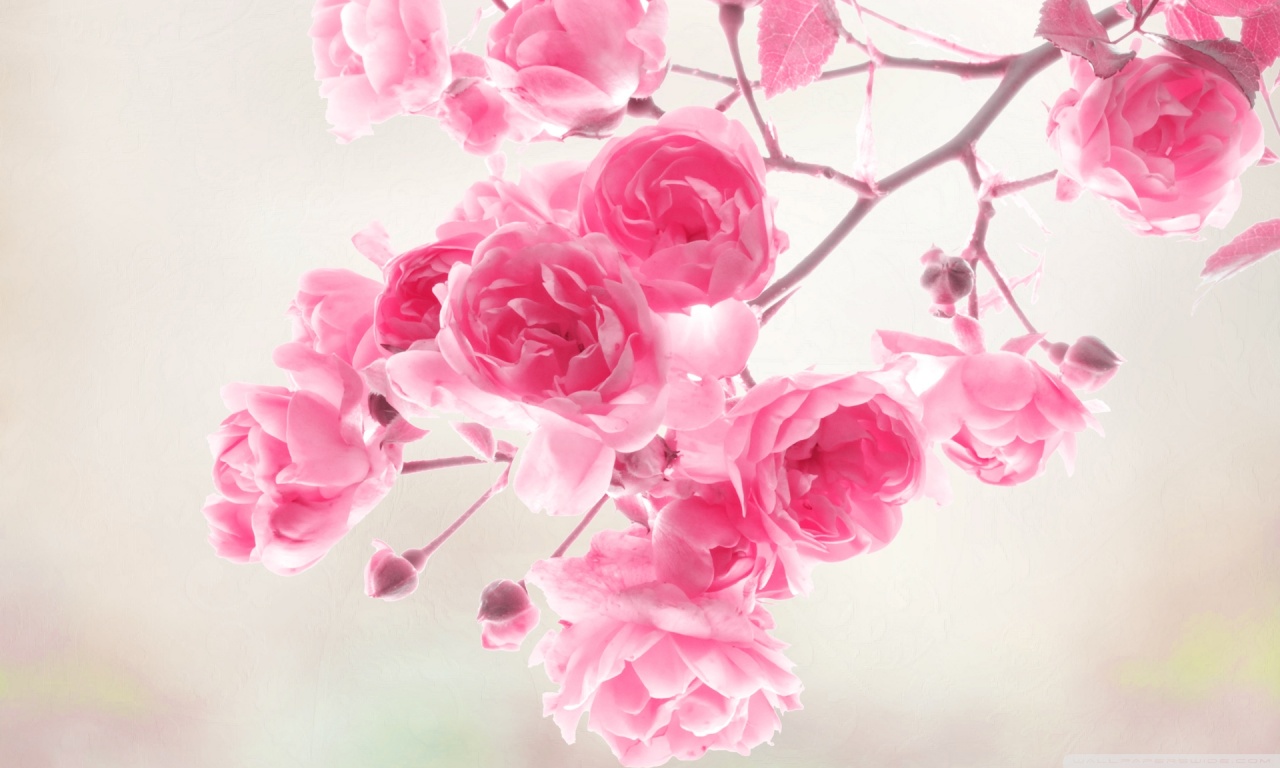 Pretty Pink Roses Wallpaper Pink Color Photo