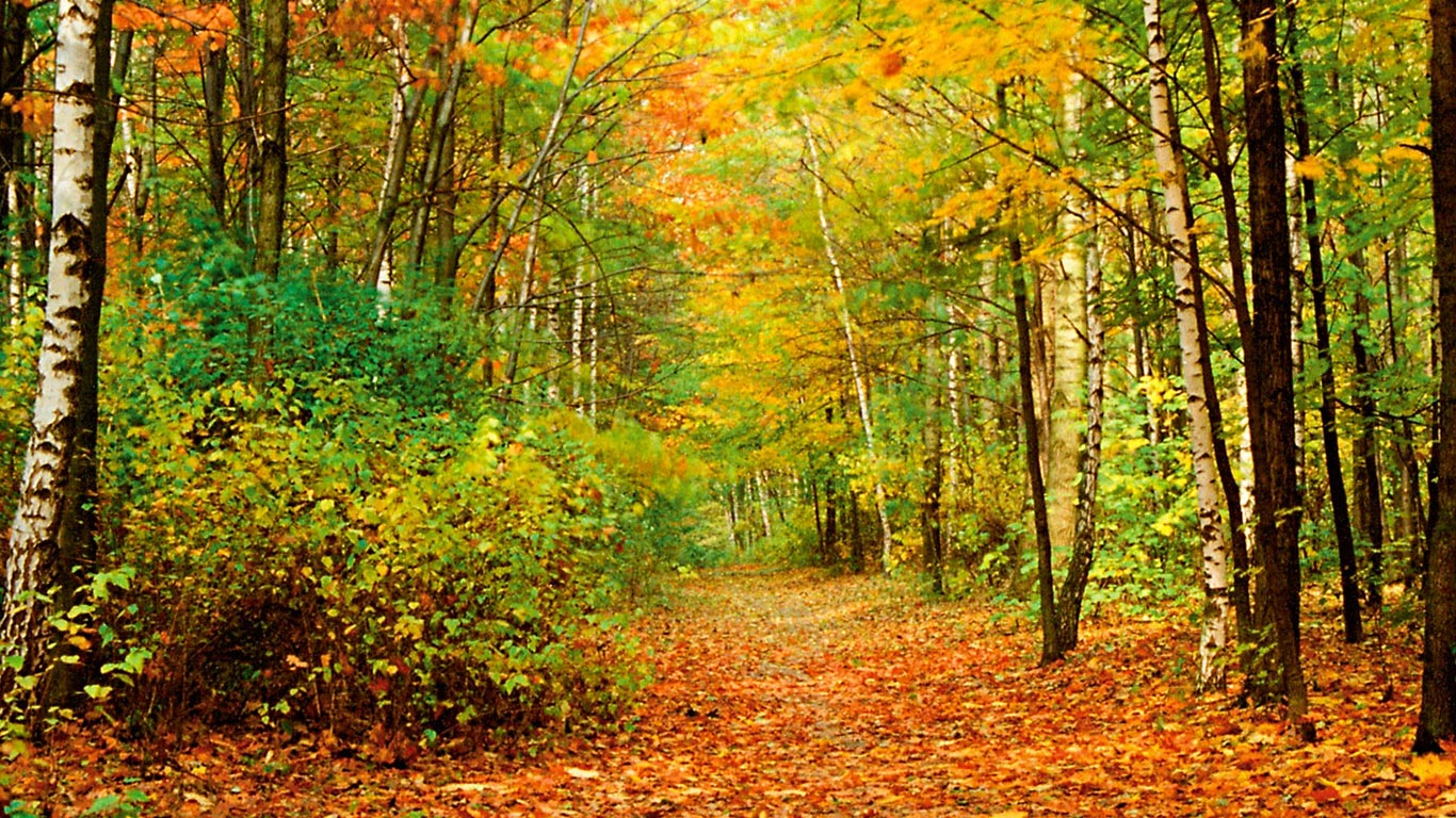 Fall Foliage Wallpaper Desktop Background