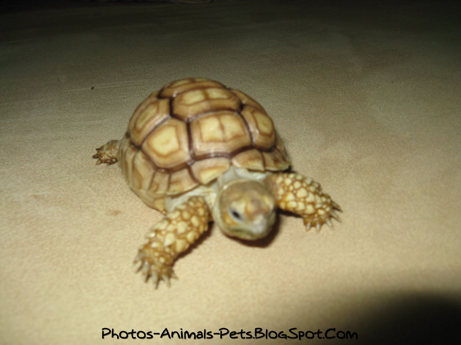 Cute Baby Turtles Pictures
