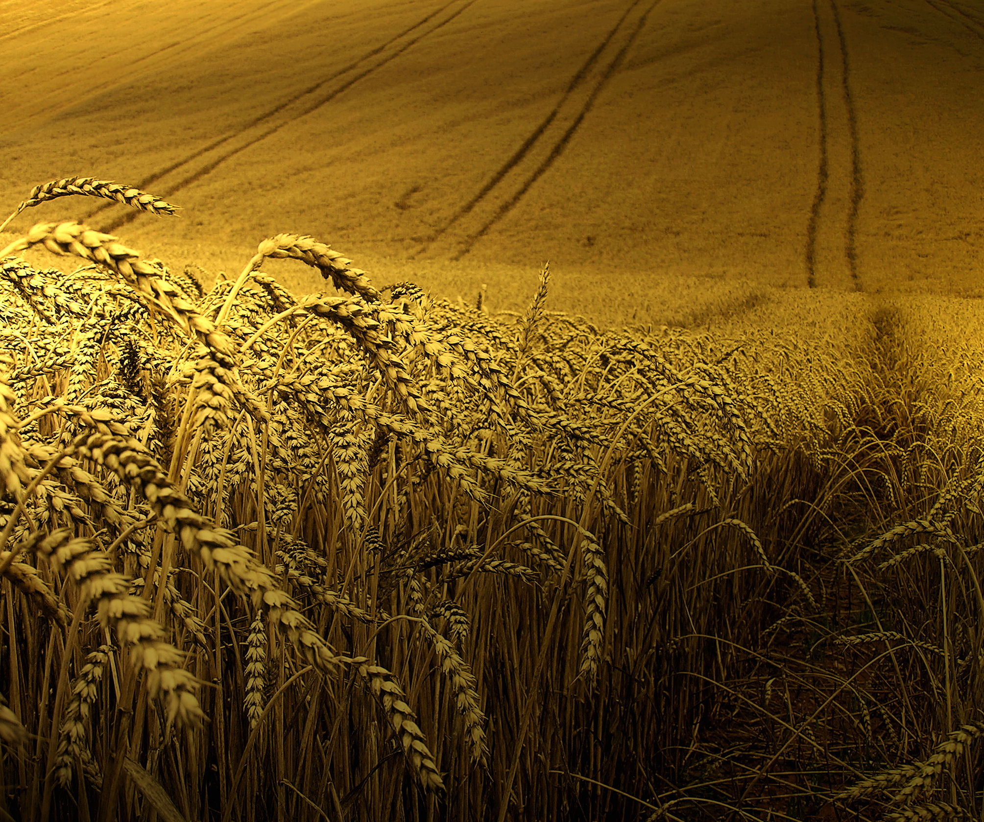 Golden Wheat Harvest By Visbeek