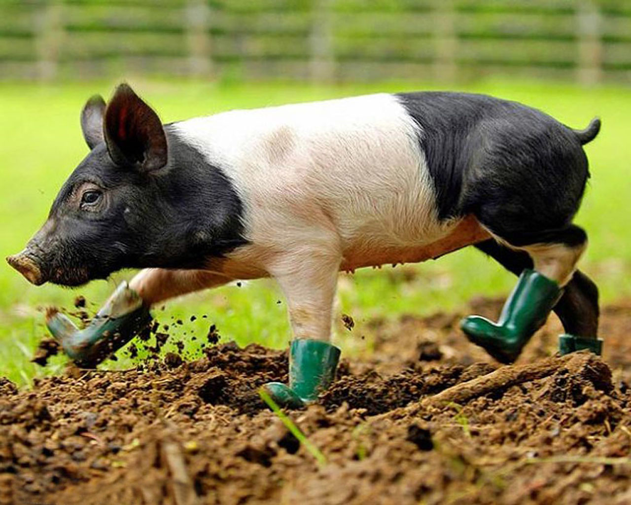 Baby Pigs Wallpaper Pig HD