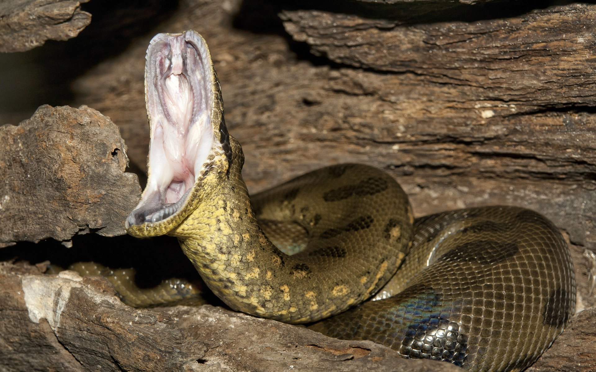 Snake Animal Anaconda 4k Ultra HD Wallpaper