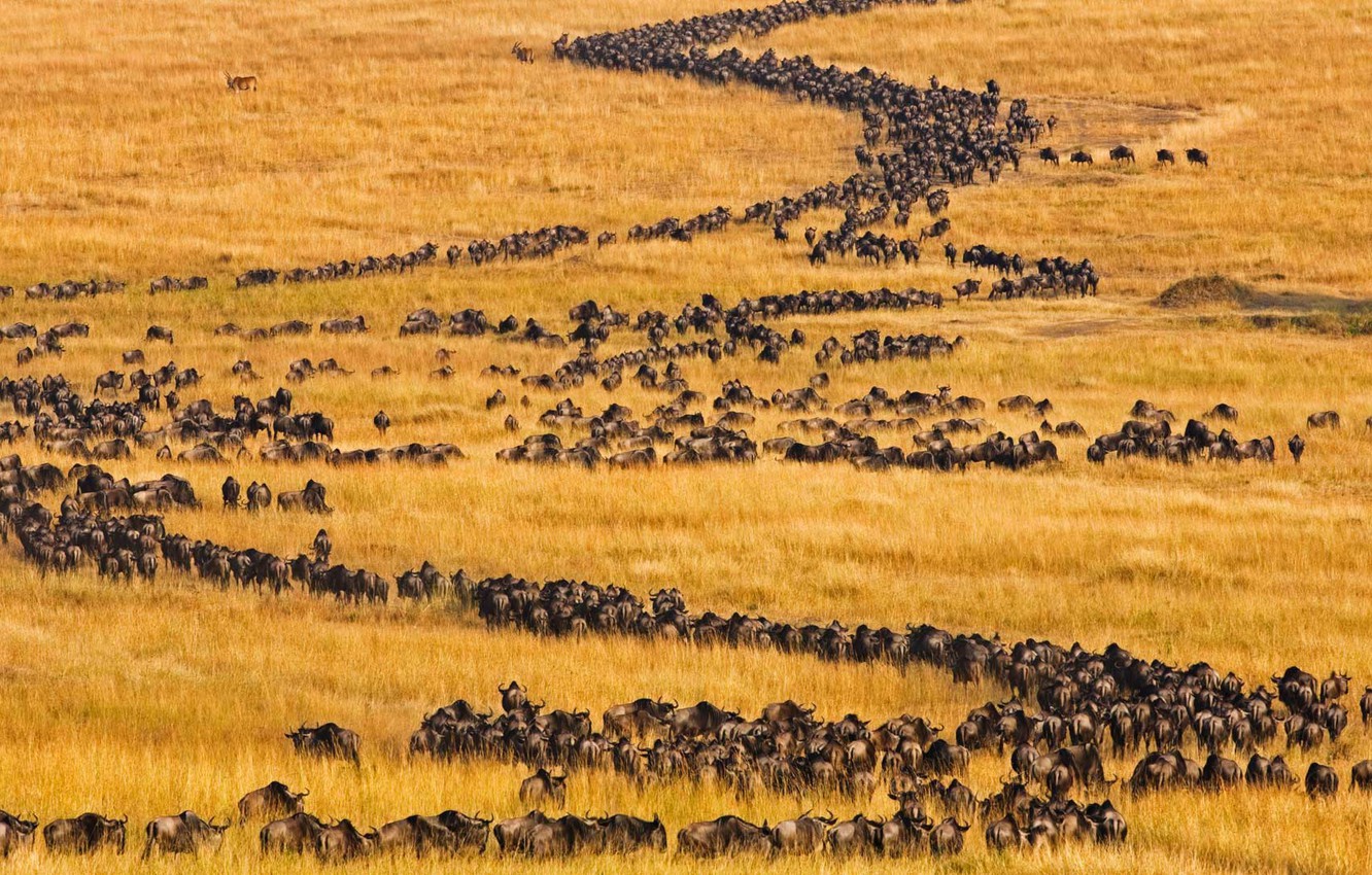 Wallpaper Africa Kenya Antelope Migration Masai Mara Blue
