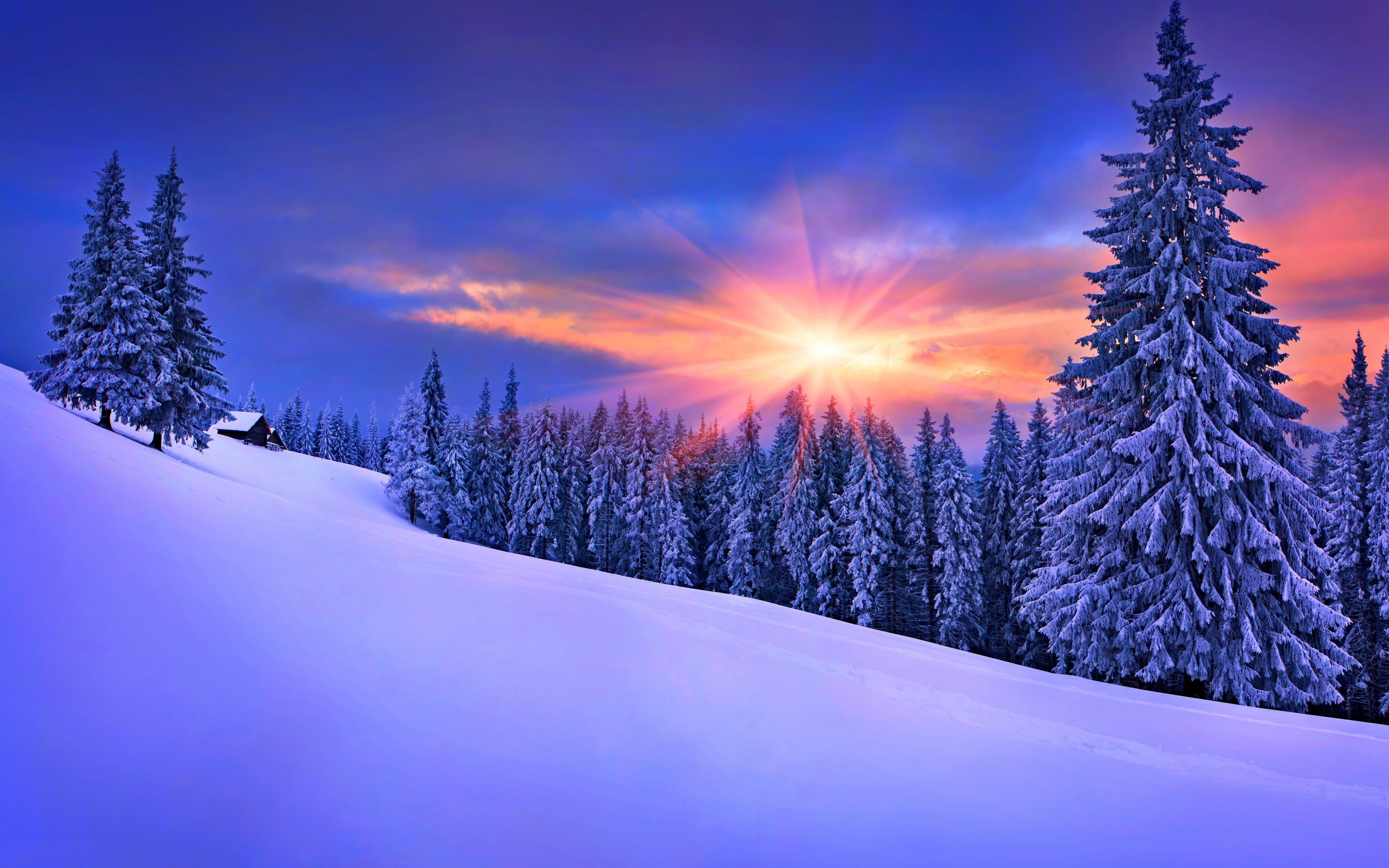 Wallpaper winter snow pine tree tree forest sunset desktop