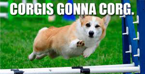 Funny Corgi Pictures Dog