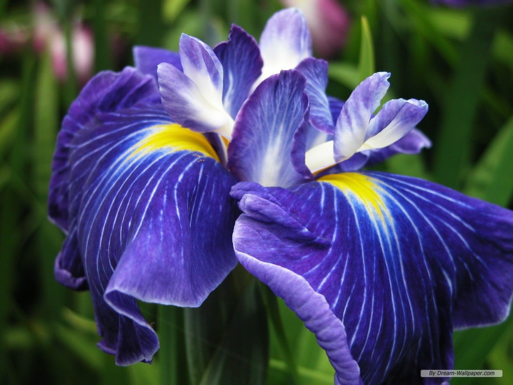 Flower Wallpaper Iris Pictures